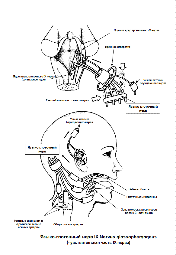 Небный рефлекс