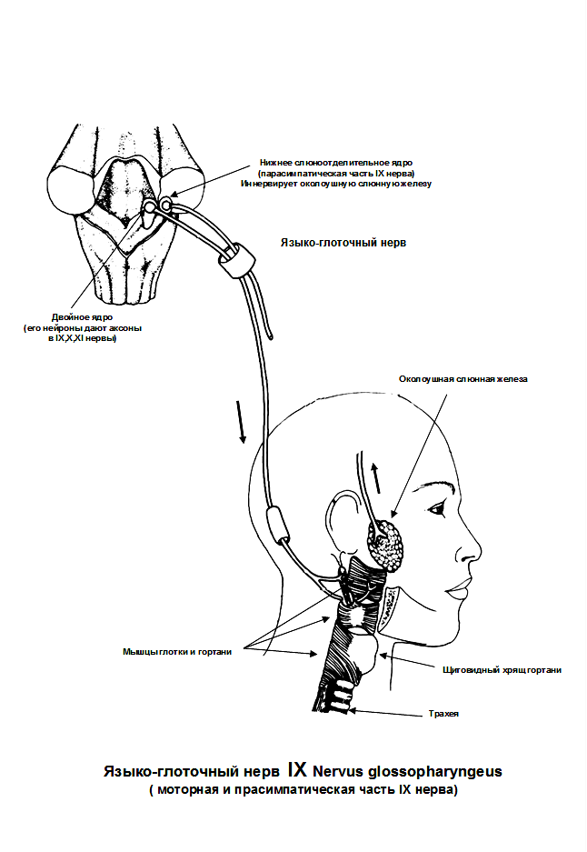 Небный рефлекс