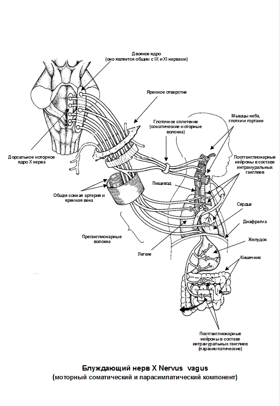 Книга блуждающий нерв