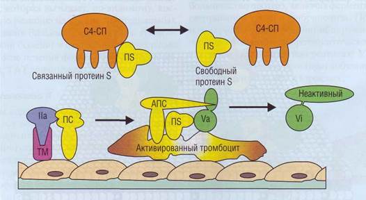 Протеин свободный. Активированный протеин с. Система протеина s схема. Фактор активирует протеин с. Система протеина с и s.