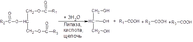 Ферментативный гидролиз жиров. Ферментативный гидролиз жира. Химическое прогоркание жиров. Ферментативный гидролиз растительного жира. Гидролиз лецитина.