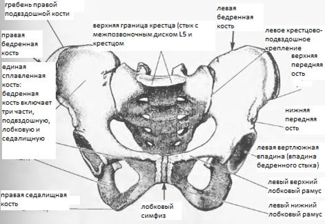 Левая Подвздошная Кость Где Находится Фото