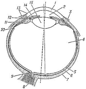 Строение Глаза Человека Схема Фото