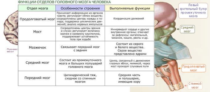 Ствол головного мозга структуры и функции. Отдел ствола головного мозга особенности строения функции. Таблица строение отделов головного мозга 8 класс. Средний мозг продолговатый мозг промежуточный мозг функции. Функции среднего мозга таблица