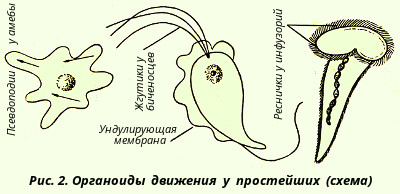 Строение клеток эукариот. Строение клеточной оболочки