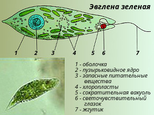 Эвглена зеленая рисунок с подписями