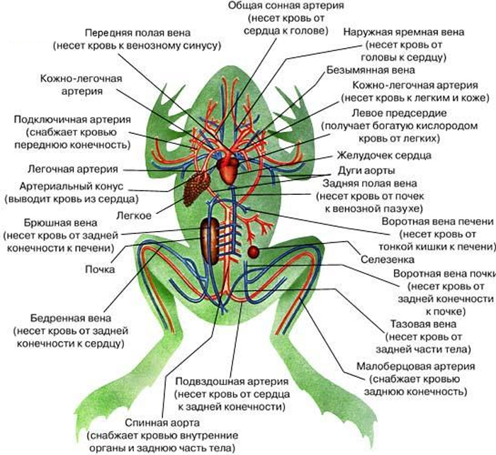 Схема кровообращения лягушки