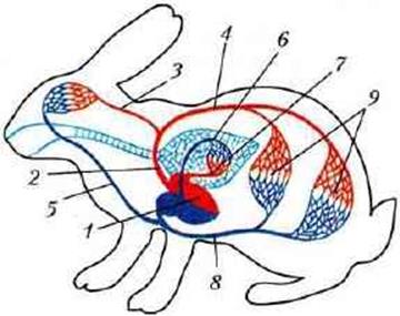 кровеносная система млекопитающих схема биология 7 класс. органы пищеварительной системы зайца. системы зайца. анатомия кролика скелет. пищеварительная система кролика кролик.