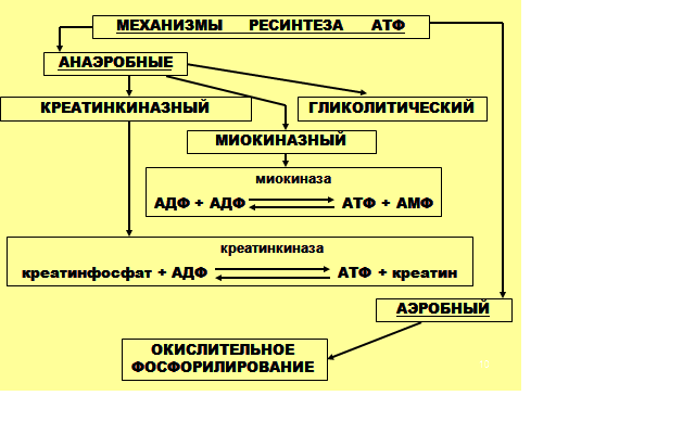 Ресинтез атф схема