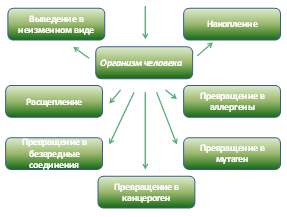 Ксенобиотики в организме. Основные пути поступления ксенобиотиков в организм. Превращение и накопление ксенобиотиков в организме человека. Превращение ксенобиотика в организме. Критерии опасности ксенобиотиков.