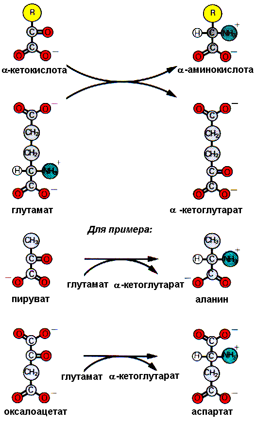 Кетокислоты аминокислот. Аминокислота кетокислота. Аланин кетокислота. Кетокислоты строение. Кетокислоты биохимия.