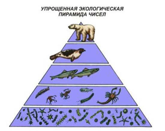Экологическая пирамида биоценоза. Экологическая пирамида биомассы. Пирамида биомассы пищевой цепи. Экологическая пирамида Элтона. Экологические пирамиды чисел биомассы энергии.