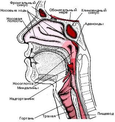 Реферат: Строение и функции гортани