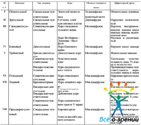 Области иннервации черепных нервов. Таблица функции 12 пар черепно-мозговых нервов ЧМН. Функции ядер черепно мозговых нервов таблица. 12 Пар черепно-мозговых нервов таблица анатомия. Иннервация черепно мозговых нервов таблица.