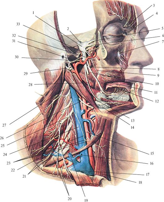 Лицевой нерв челюсти. Анатомия головы и шеи тройничный нерв. Подъязычный нерв нерв топография. Тройничный нерв в топографии головы.