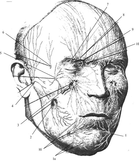 Лицевые нервы человека. Подглазничный нерв анатомия. Подглазничный нерв топография. Скуловая зона анатомия. Топографич анатомия сосудисто нервных Пучков лица.