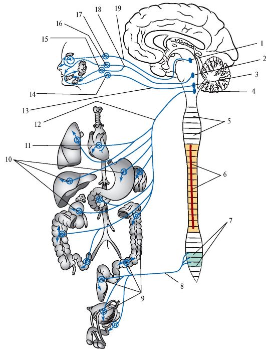 Парасимпатическая часть вегетативной