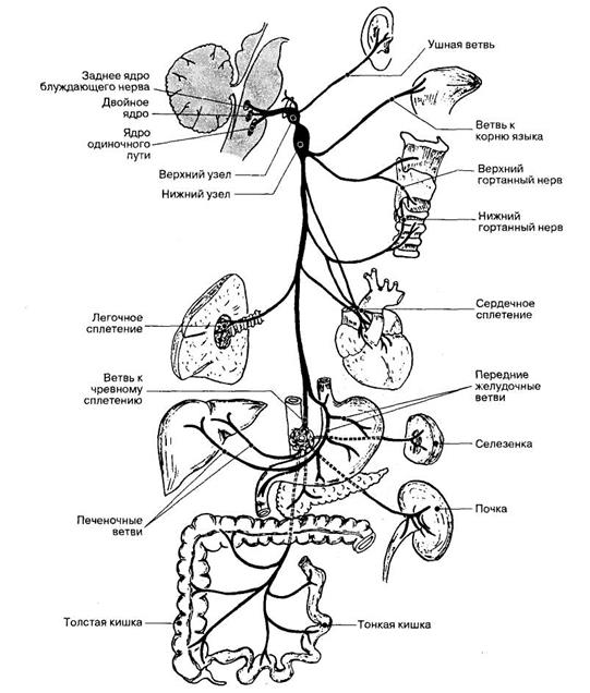Блуждающий нерв в каком отделе мозга