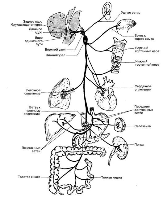 Блуждающий нерв расположен. Схема ветвей блуждающего нерва. Вагус нерв схема. Блуждающий нерв схема пути. Блуждающий нерв схема строения.