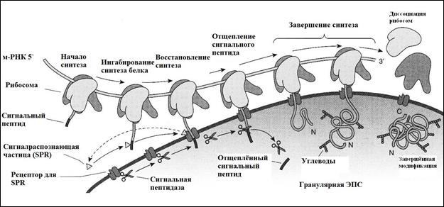 Синтез белка на мембранах эпс