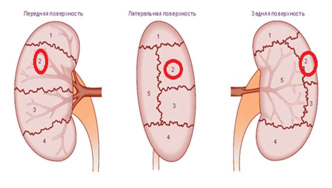 Задний сегмент. Сегменты почки. Сегменты почки схема. Средний сегмент почки. Задний сегмент почки.