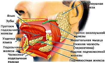 Слюнная Железа Где Находится Фото