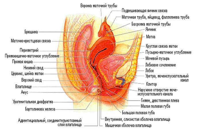 Половые Органы Женщины Фото