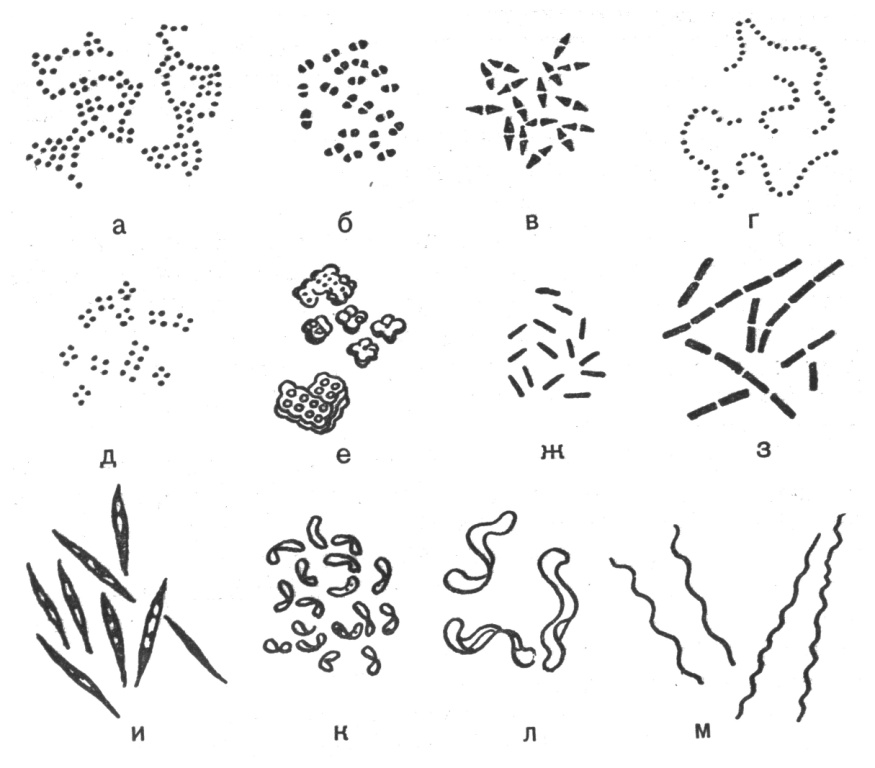 Какие формы бактерий изображены на рисунках