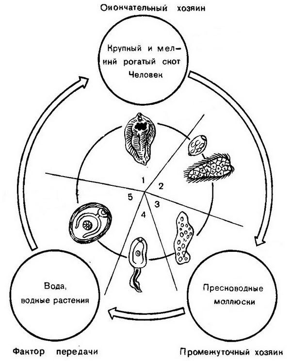 Жизненный цикл fasciola hepatica схема