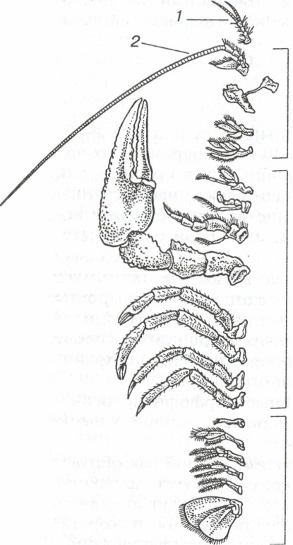 Функции конечностей рака. Строение конечностей ракообразных. Схема строения конечности ракообразных. Конечности ракообразных 7 класс. Строение ног ракообразных.
