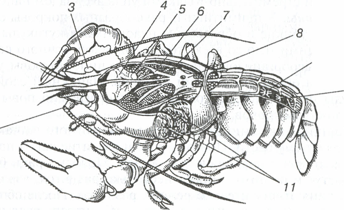 Внутреннее строение речного. Внутреннее строение ракообразных. Биология Членистоногие ракообразные. Наружное строение членистоногих. Внутренне строение ракообразных.