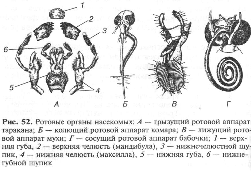 Ротовые аппараты насекомых рисунки
