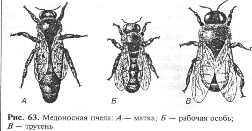 Систематика насекомых схема
