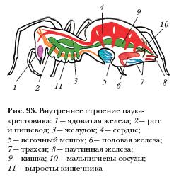 Строение Паукообразных Картинки