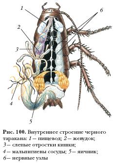 Внутреннее строение таракана рисунок с подписями