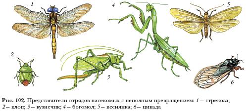 Азиатская саранча происходит без метаморфоза. Отряды насекомых с полным и неполным превращением. Неполным превращением Прямокрылые представители. Отряды насекомых развивающихся с неполным превращением. Представители насекомых с неполным превращением.