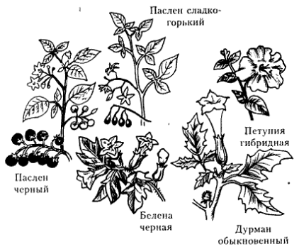 Паслен сладко горький диаграмма цветка