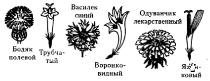 Астровые схема цветка