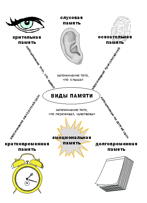 Схема памяти человека