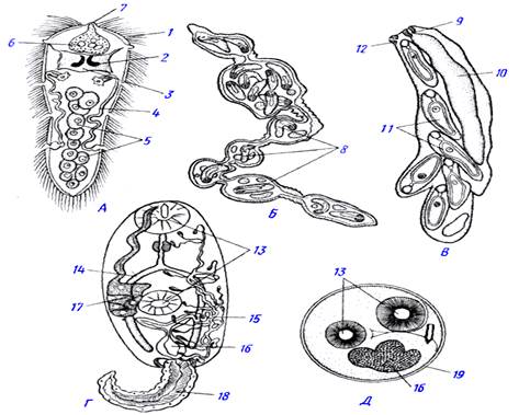 Спороциста редия. Церкарий трематод строение. Мирацидий спороциста редия церкарий. Спороциста трематод строение. Спороциста печеночного.