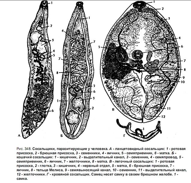 Кошачий сосальщик рисунок строение