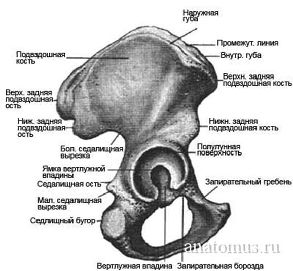 Подвздошный Гребень Где Находится Фото