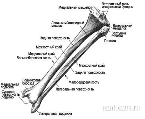 Латеральный мыщелок берцовой кости Латеральный мыщелок берцовой кости