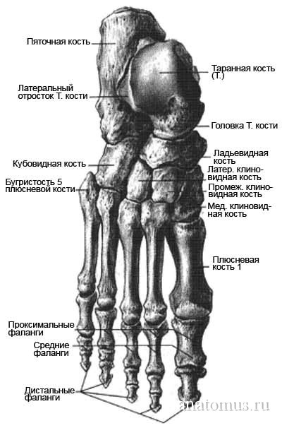 5 Плюсневая Кость Фото