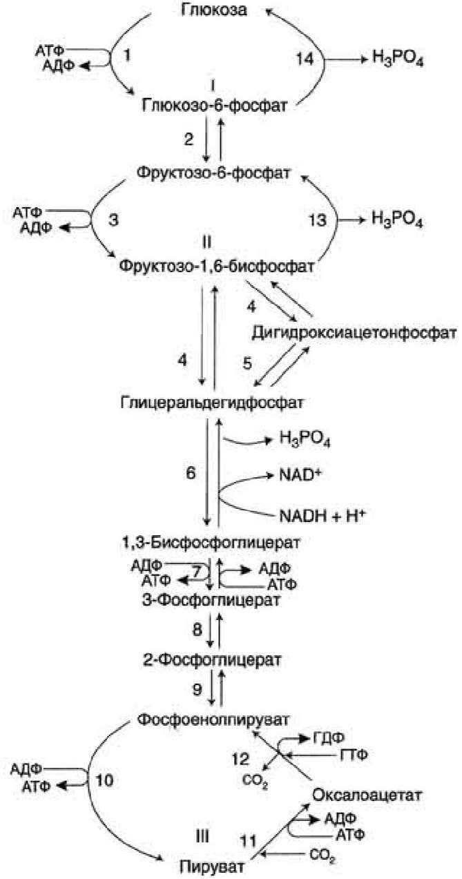 Шестиуглеродный сахар образуется в результате гликолиза. Гликолиз и гликогенолиз биохимия схема. Синтез Глюкозы из пирувата реакции. Схема гликолиза и глюконеогенеза. Гликолиз Синтез гликогена глюконеогенез.