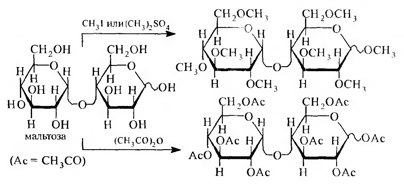 Третий экзамен сахарозы. Мальтоза с метанолом реакция. Целлобиоза ch3i. Мальтоза и целлобиоза.