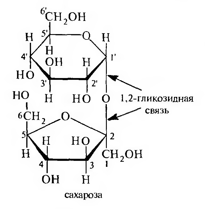 Гликозидная связь в молекуле