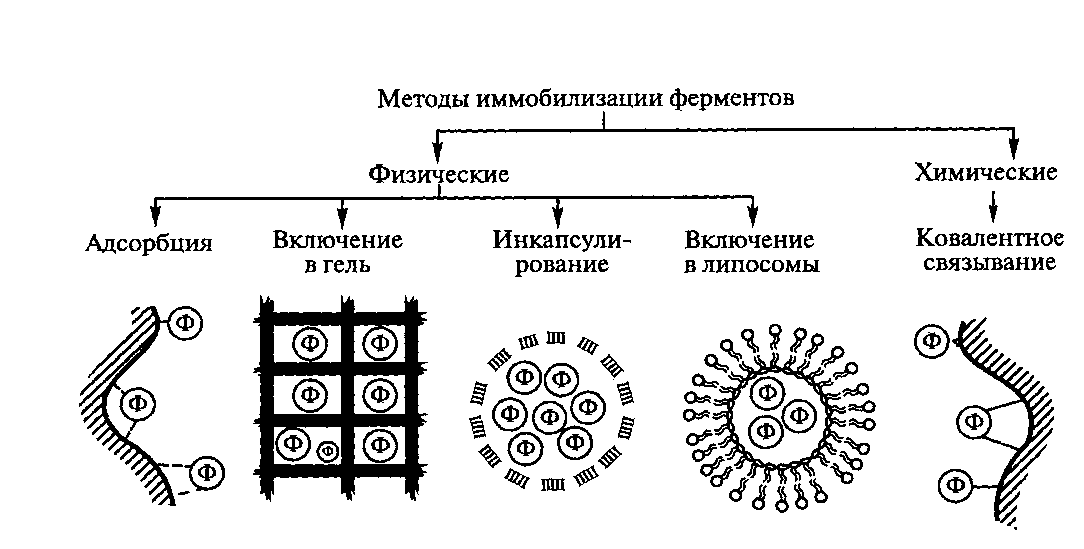 Иммобилизация бактериальных клеток схема