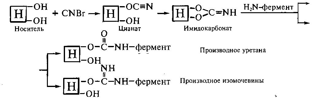 Носитель фермента. Иммобилизованные ферменты. Иммобилизация ферментов. Носители ферментов. Методы иммобилизации ферментов.