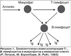 Схема кооперации клеток в иммунном ответе